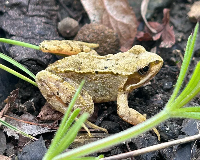 cool frog side on.